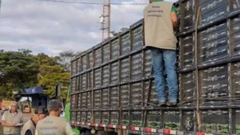 Goiás lança GTA Digital para modernizar trânsito animal no estado