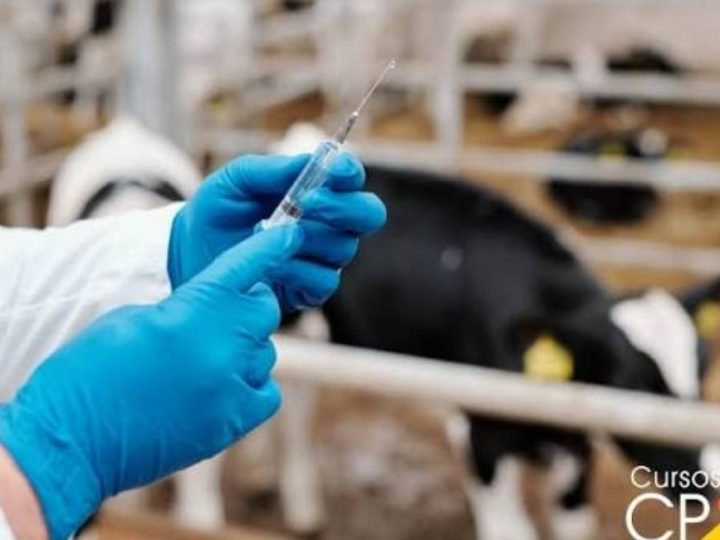 Goiás mantém regras e não terá mudanças com nova campanha nacional contra brucelose