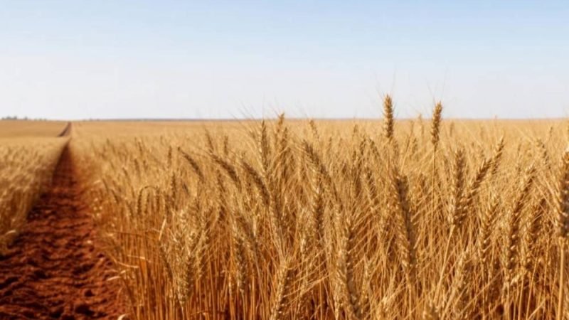 Incertezas climáticas e baixa rentabilidade podem derrubar safra de trigo em até 20% no Brasil