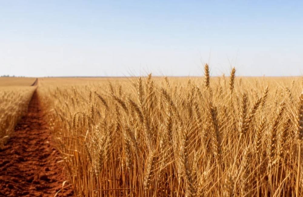 Incertezas climáticas e baixa rentabilidade podem derrubar safra de trigo em até 20% no Brasil