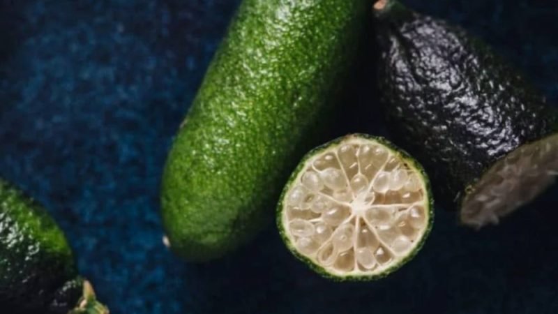 SP registra limão caviar brasileiro que pode chegar a R$ 1,2 mil o quilo