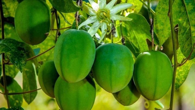 Maracujá do sono desenvolvido pela Embrapa ganha destaque no Brasil