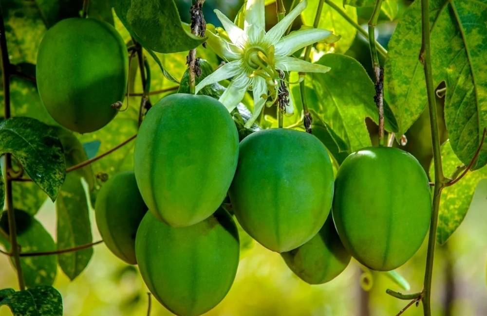 Maracujá do sono desenvolvido pela Embrapa ganha destaque no Brasil