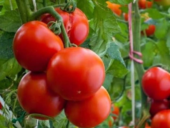 Mosca-branca e tripes desafiam produtores de tomate e podem causar perdas de até 80% nas lavouras