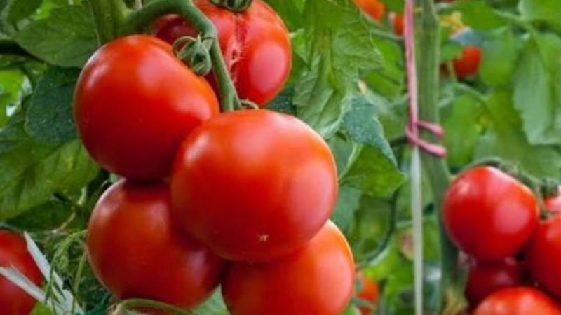 Mosca-branca e tripes desafiam produtores de tomate e podem causar perdas de até 80% nas lavouras
