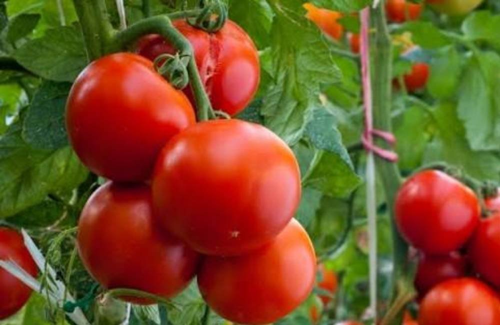 Mosca-branca e tripes desafiam produtores de tomate e podem causar perdas de até 80% nas lavouras