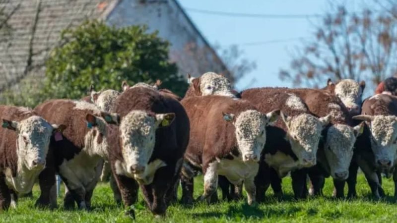 Nova seleção genética mira menos custo e menos metano