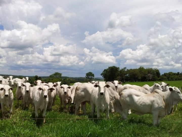 Pecuária brasileira pode cortar até 92,6% das emissões até 2050, aponta estudo internacional
