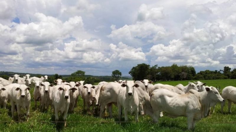 Pecuária brasileira pode cortar até 92,6% das emissões até 2050, aponta estudo internacional