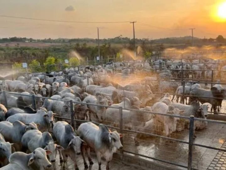 Pecuária reduz idade de abate pela metade e revoluciona produção de carne no Brasil