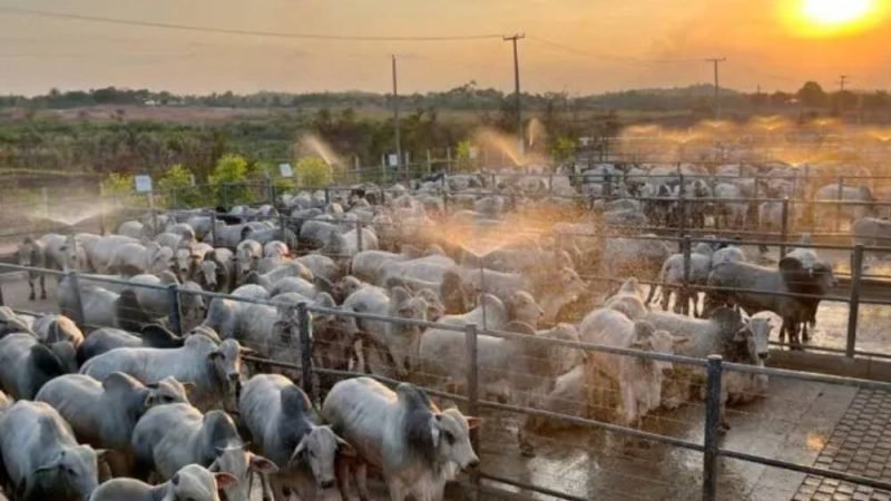 Pecuária reduz idade de abate pela metade e revoluciona produção de carne no Brasil