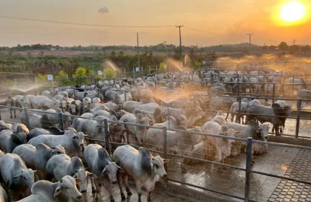 Pecuária reduz idade de abate pela metade e revoluciona produção de carne no Brasil