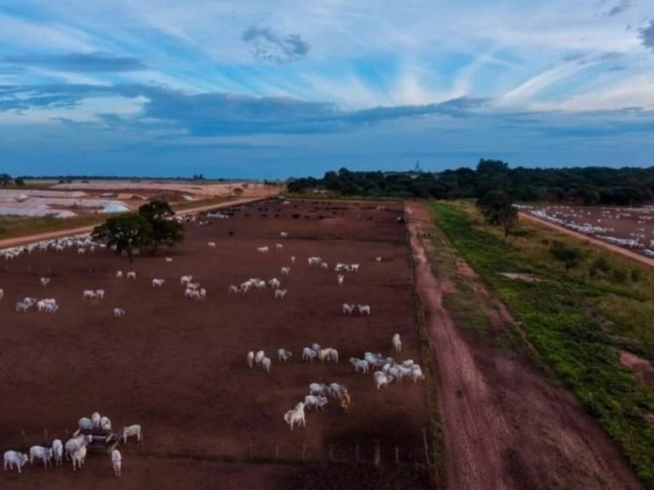 Pecuaristas ampliam uso de boitéis para acelerar engorda do gado