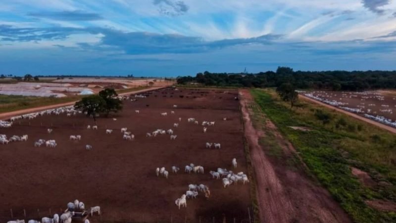 Pecuaristas ampliam uso de boitéis para acelerar engorda do gado