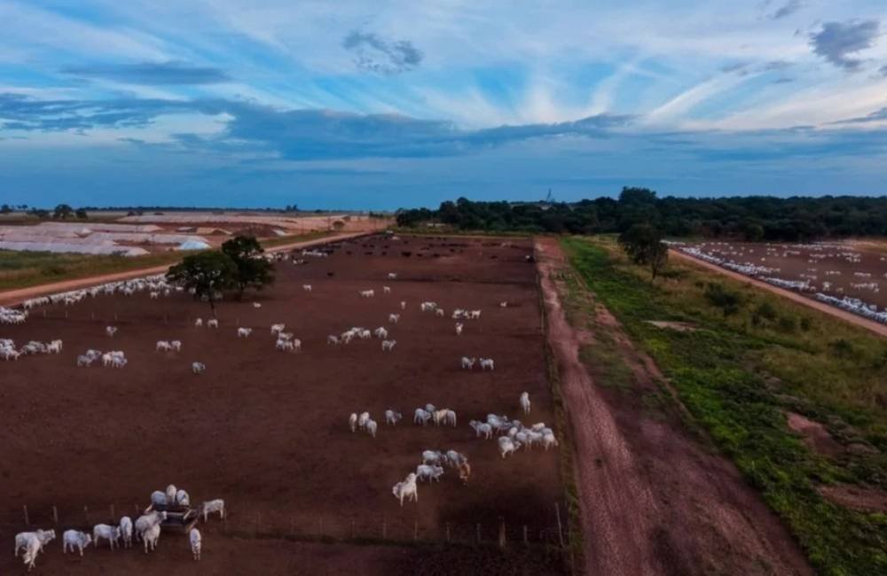 Pecuaristas ampliam uso de boitéis para acelerar engorda do gado