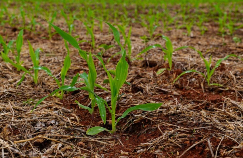 Plantio Direto avança como solução sustentável e reforça produtividade no campo brasileiro