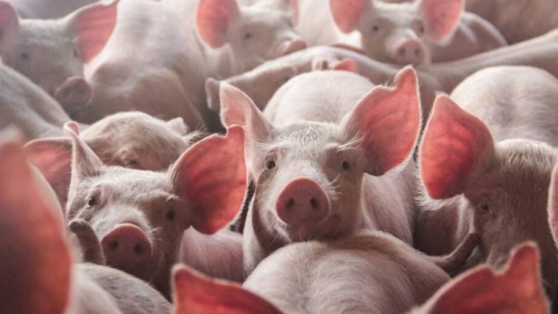 Plataforma inédita reúne dados estratégicos e fortalece a suinocultura brasileira