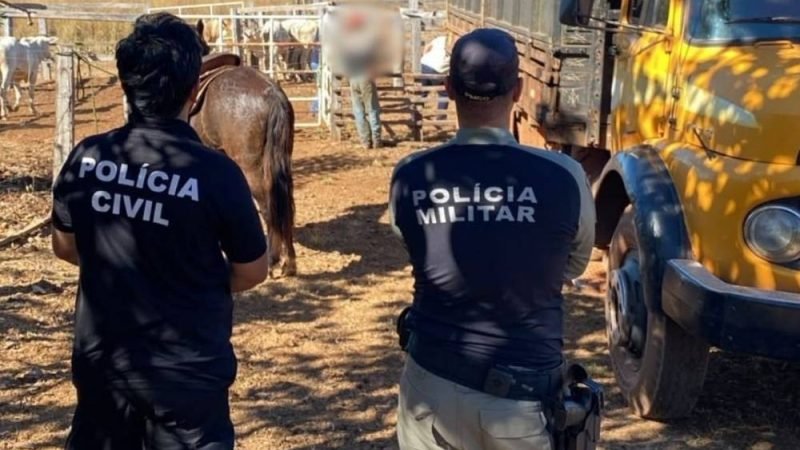Polícia Civil e Polícia Militar recuperam parte de animais furtados em propriedade rural de São Miguel do Araguaia