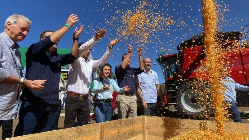 Safra de milho deve cair até 30% em Goiás e evento em Mineiros marca início da colheita