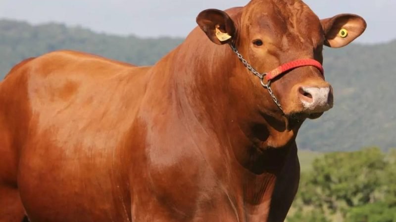 Senepol avança na pecuária e consolida espaço como alternativa para produção em climas quentes