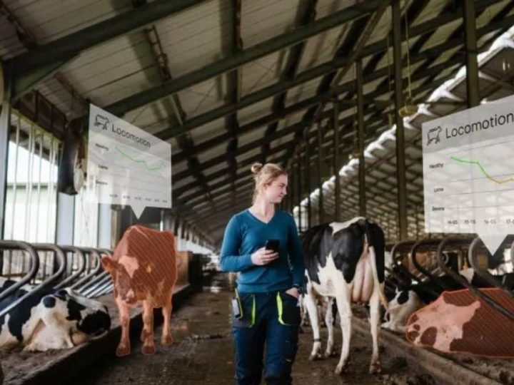 Sensores inteligentes ajudam produtores a identificar rebanhos mais saudáveis e melhorar o bem-estar animal