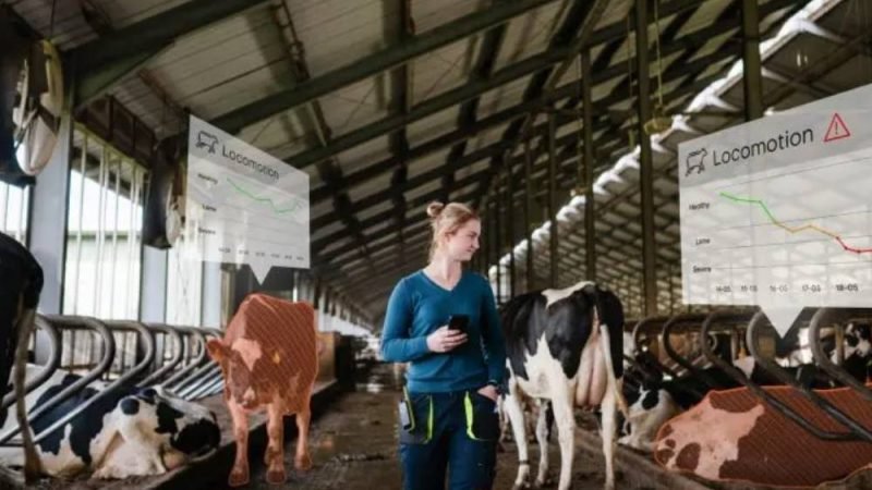 Sensores inteligentes ajudam produtores a identificar rebanhos mais saudáveis e melhorar o bem-estar animal