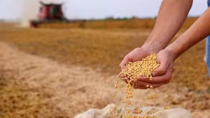 Soja dispara para R$118 em Jataí e encerra semana em alta no mercado do agro