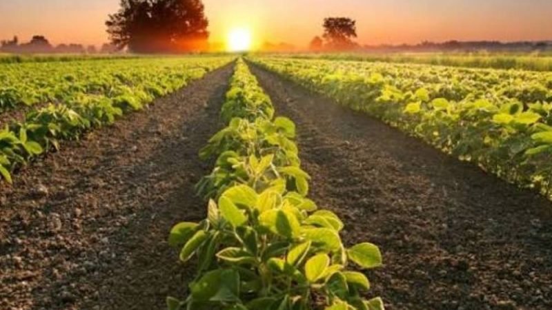 Soja segue acima de R$116 e mercado do agro inicia a semana com preços estáveis em Jataí