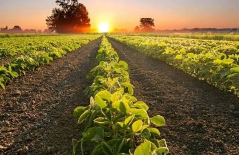 Soja segue acima de R$116 e mercado do agro inicia a semana com preços estáveis em Jataí
