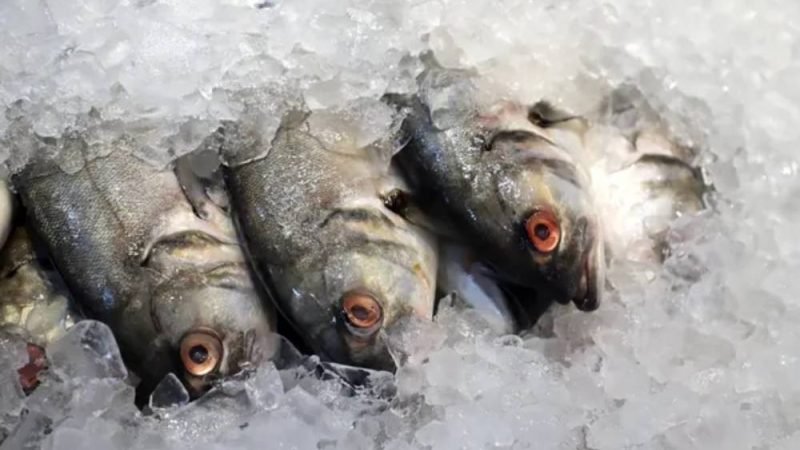 UE avalia reabrir mercado para pescados brasileiros após quase 10 anos de embargo