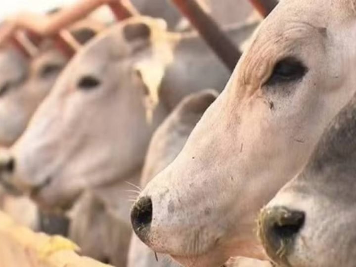 UE proíbe carne brasileira e reacende debate sobre uso de antibióticos na pecuária