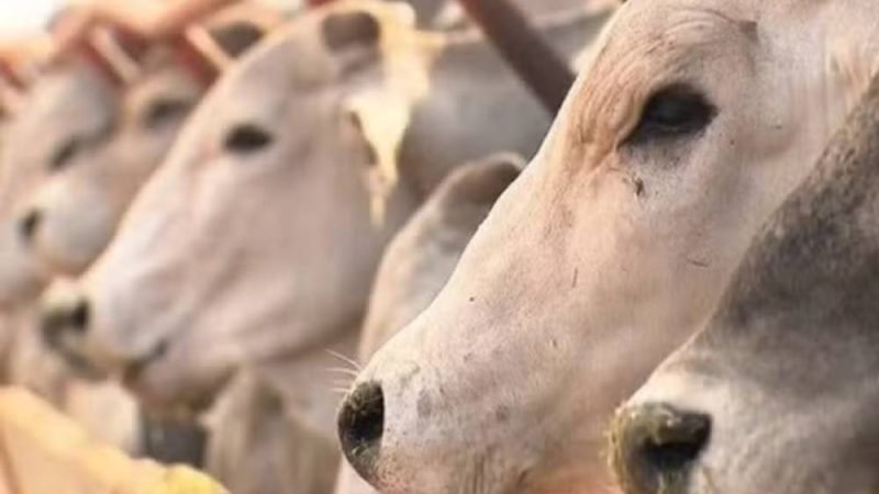 UE proíbe carne brasileira e reacende debate sobre uso de antibióticos na pecuária