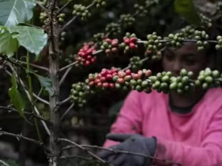 Uso de pesticidas no café acende alerta global