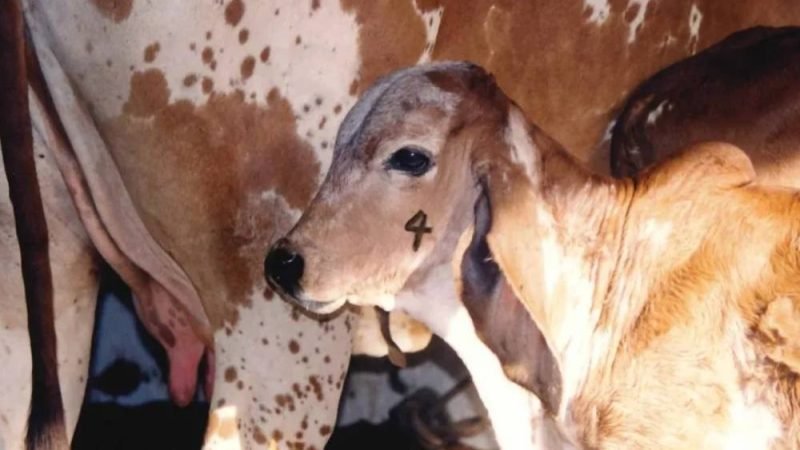 Vacinação contra brucelose exige atenção de produtores aos prazos oficiais