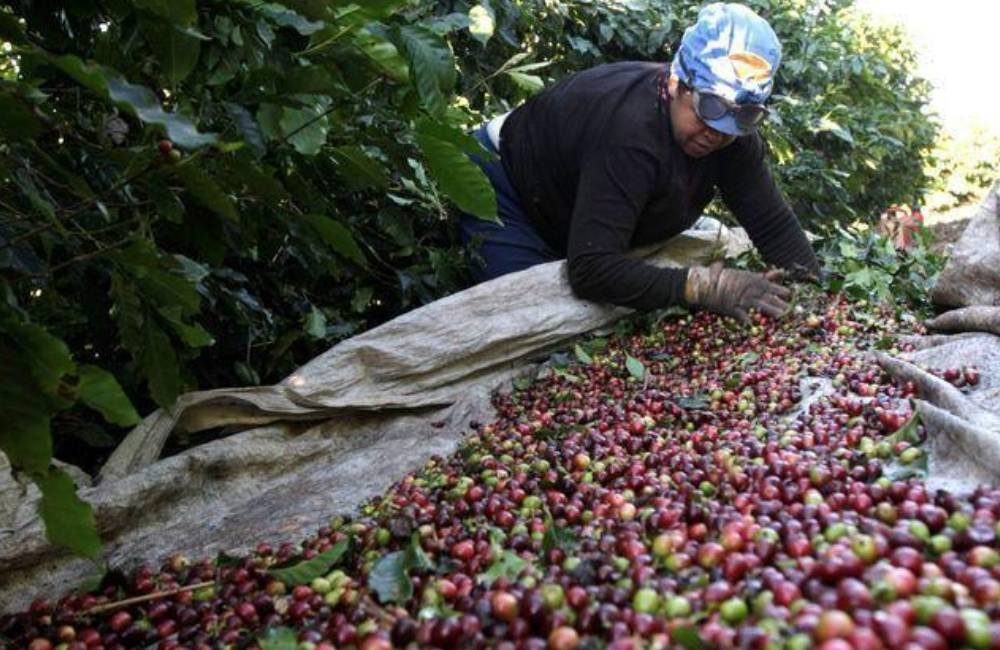 Colheita de café atinge 12% na área da Cooxupé com alerta para El Niño