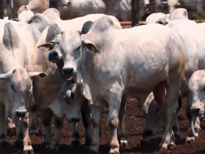 Abate de bovinos deve cair em julho e mercado da carne entra em alerta