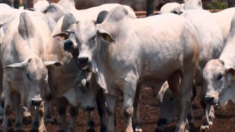 Abate de bovinos deve cair em julho e mercado da carne entra em alerta