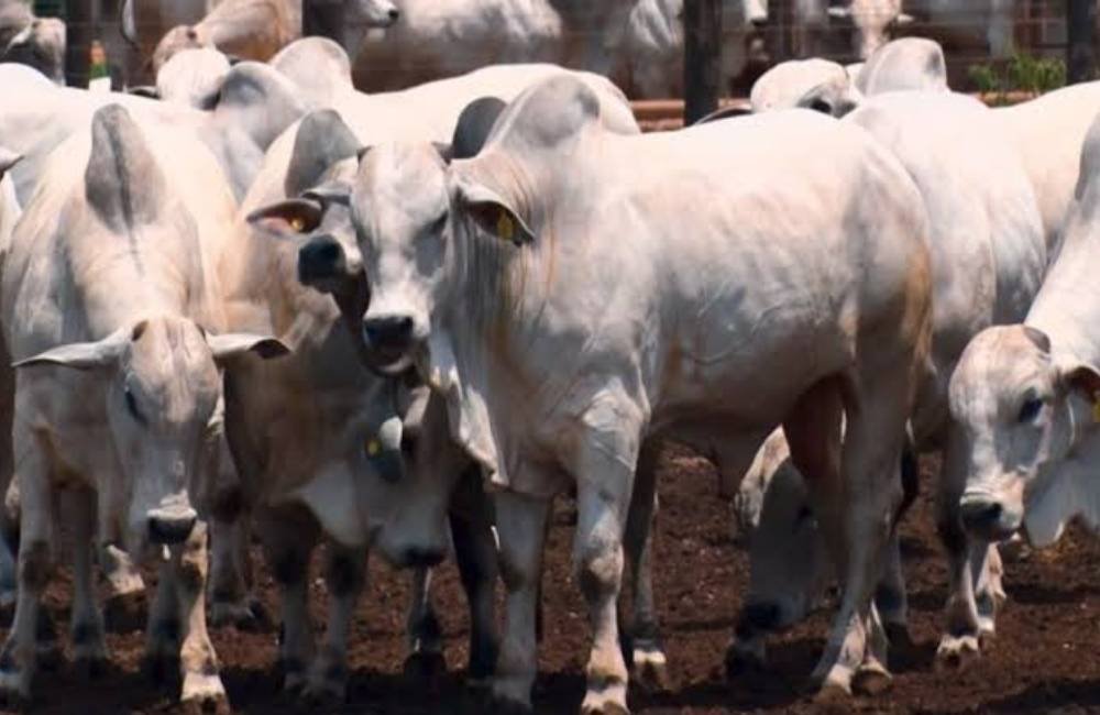 Abate de bovinos deve cair em julho e mercado da carne entra em alerta