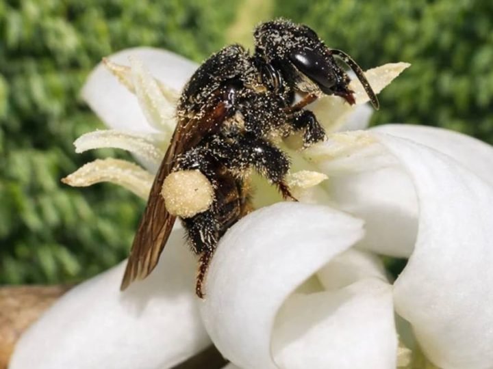 Abelha nativa pode elevar em até 67% a produção de café arábica