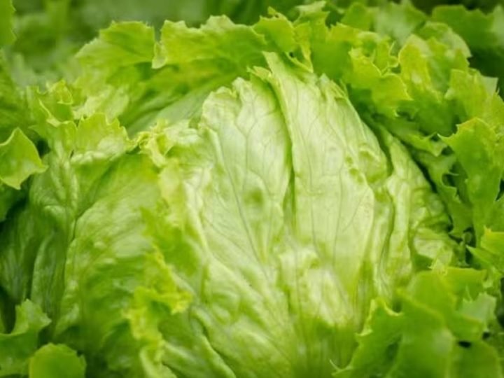 Alface entra na mira após surto de doença intestinal nos EUA; México contesta suspeitas