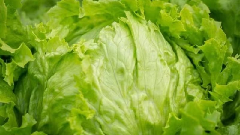 Alface entra na mira após surto de doença intestinal nos EUA; México contesta suspeitas