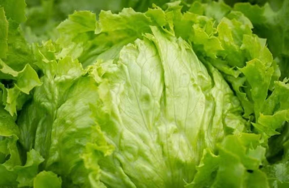 Alface entra na mira após surto de doença intestinal nos EUA; México contesta suspeitas