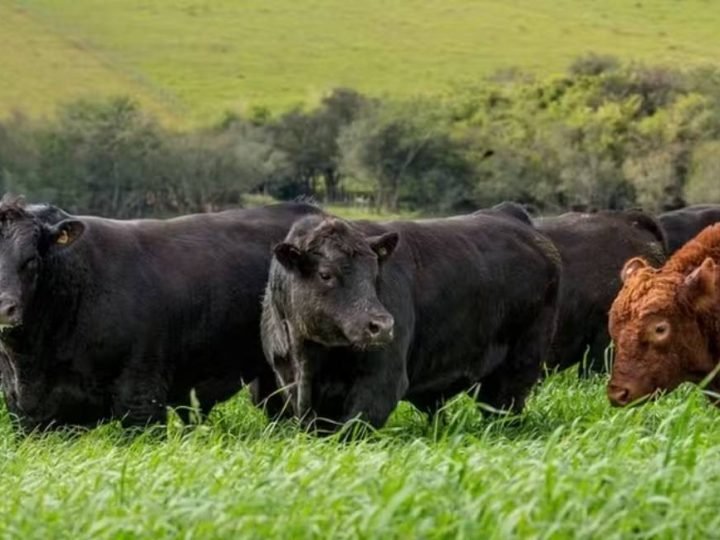 Angus aposta em touros melhoradores para elevar a qualidade da carne bovina no Brasil