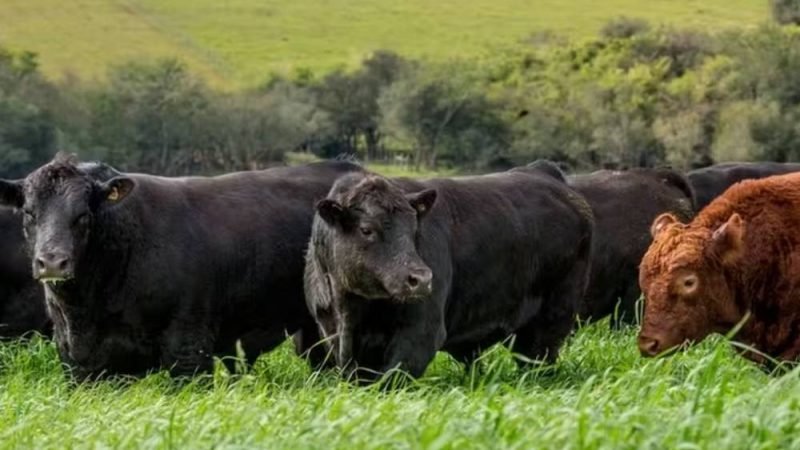 Angus aposta em touros melhoradores para elevar a qualidade da carne bovina no Brasil