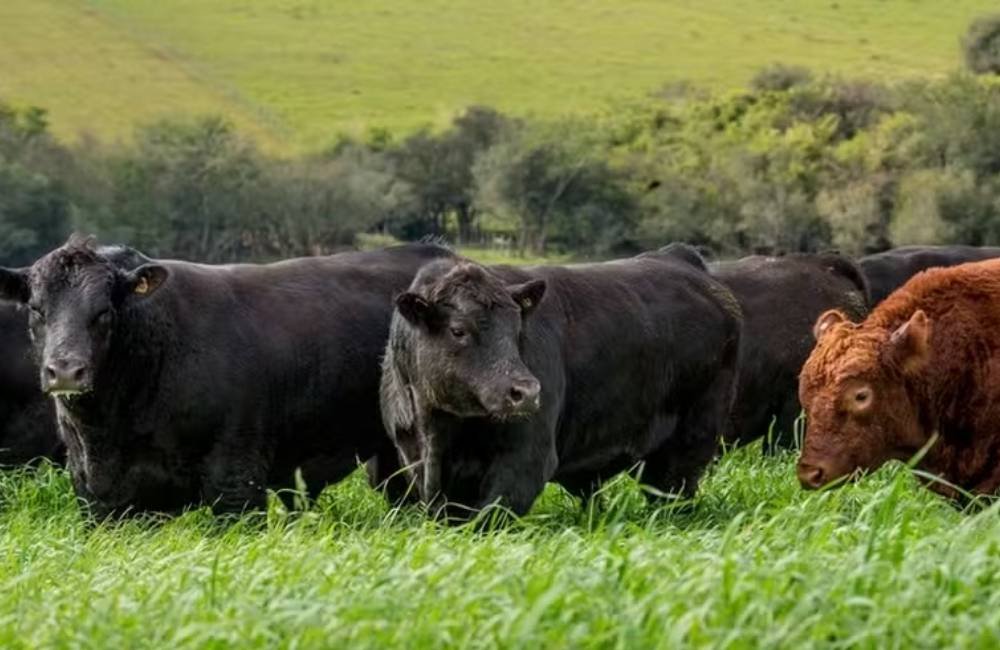 Angus aposta em touros melhoradores para elevar a qualidade da carne bovina no Brasil