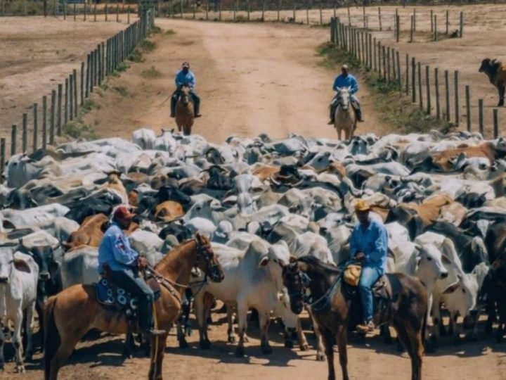 Antimicrobianos na pecuária: novas regras podem exigir mudanças no manejo, mas impacto sobre a arroba deve ser limitado