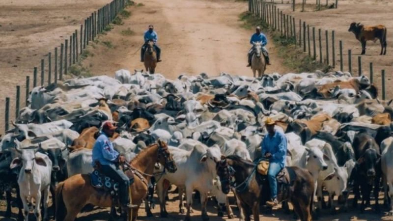 Antimicrobianos na pecuária: novas regras podem exigir mudanças no manejo, mas impacto sobre a arroba deve ser limitado