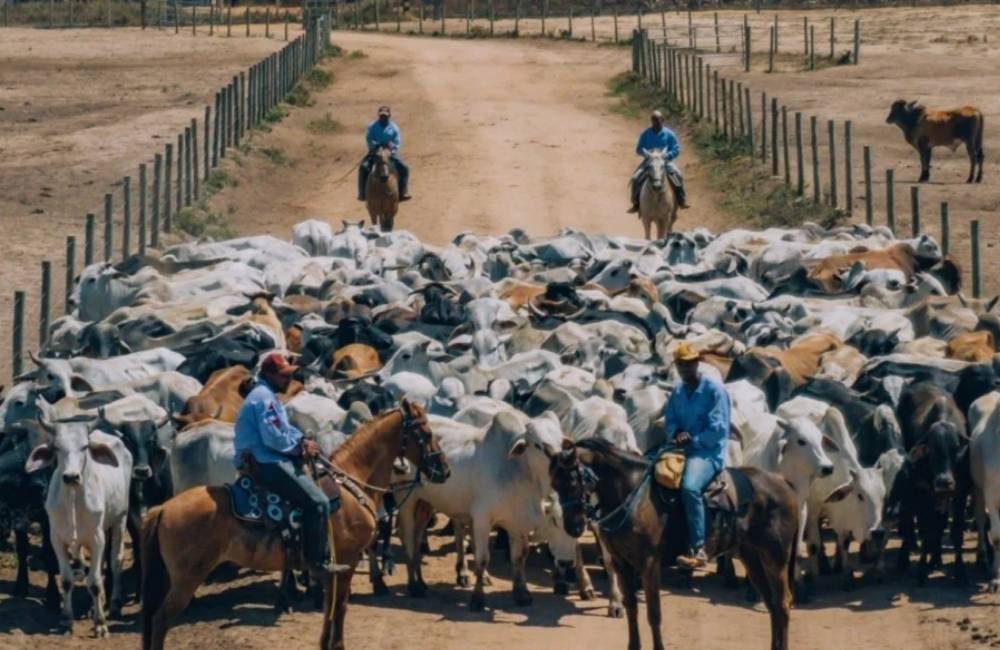 Antimicrobianos na pecuária: novas regras podem exigir mudanças no manejo, mas impacto sobre a arroba deve ser limitado