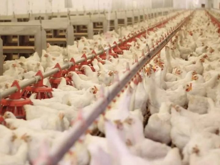 Avicultura brasileira pode superar barreiras da União Europeia com mais facilidade, aponta análise