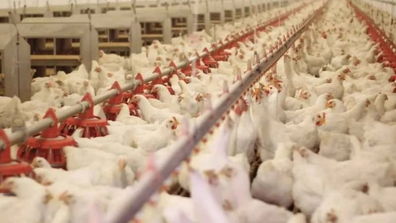 Avicultura brasileira pode superar barreiras da União Europeia com mais facilidade, aponta análise